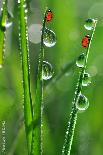 Print op canvas fresh morning dew and ladybird
