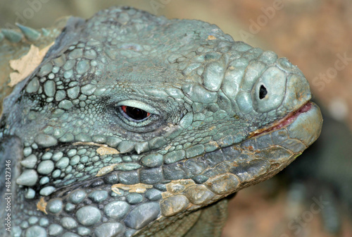 Grand Cayman Blue Iguana photo