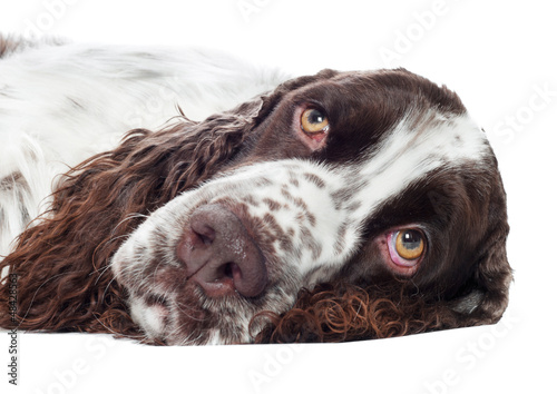 Obraz na płótnie springer spaniel dog portrait sad