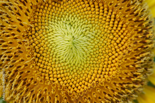 Close up of Sunflower pollen