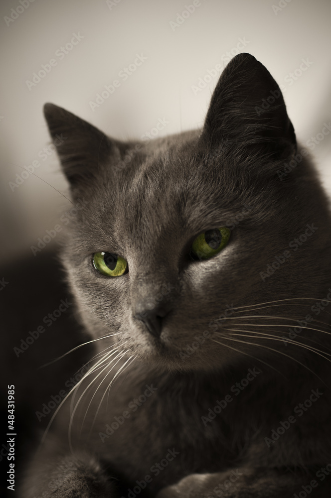 portrait of  cat