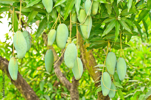 mangoes