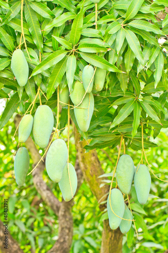 mangoes