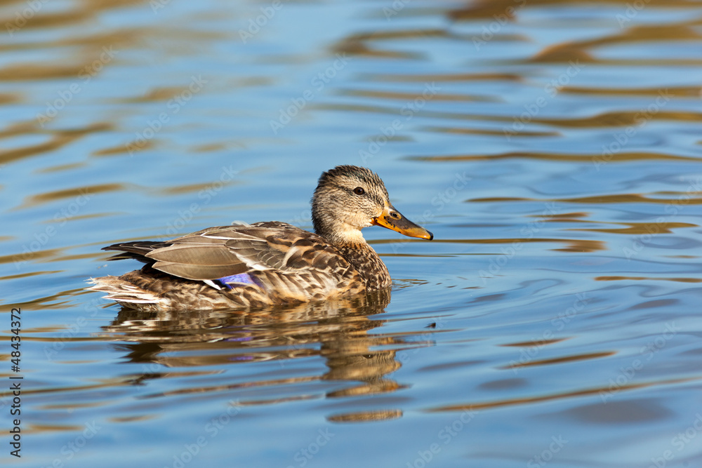 Anas platyrhynchos, Mallard. Anas platyrhynchos, Mallard.