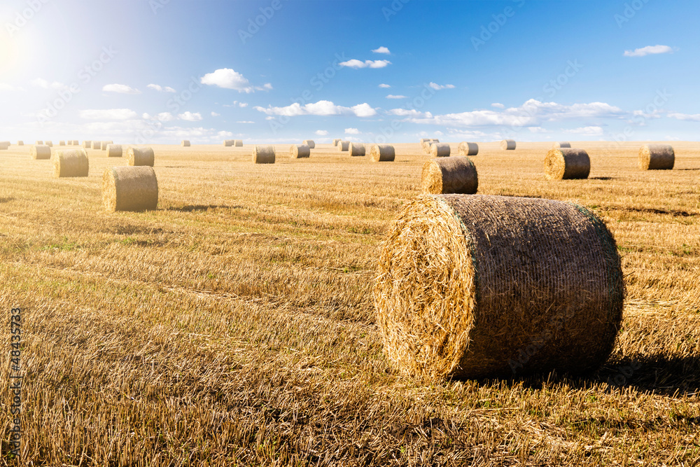 feld mit heuballen in der sonne