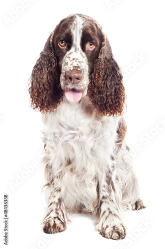 Obraz na płótnie springer spaniel dog portrait