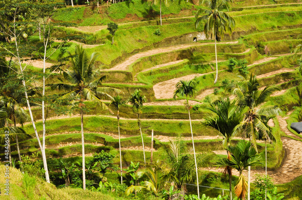 Bali Rice Paddy