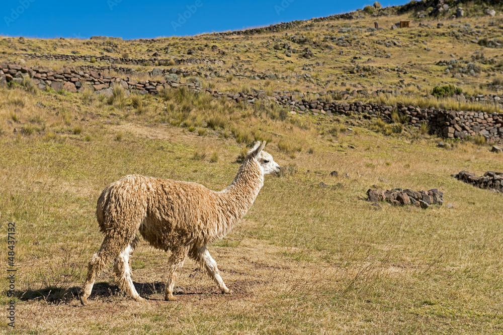 Fototapeta premium Peru-2234