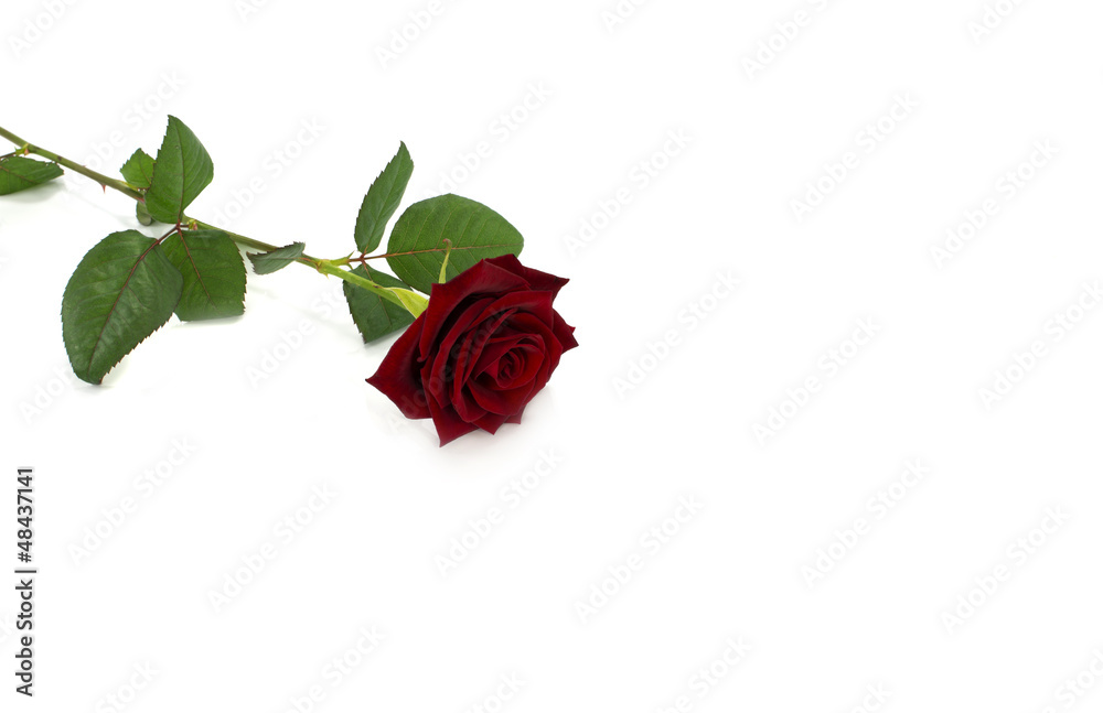 Naklejka premium red rose