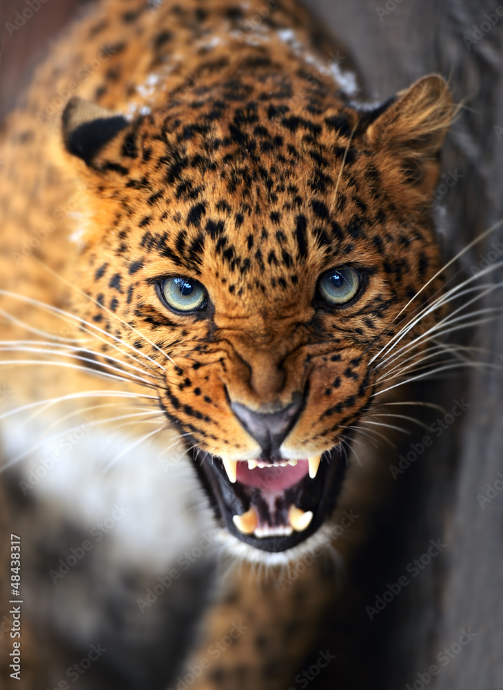 Leopard - obrazy, fototapety, plakaty 