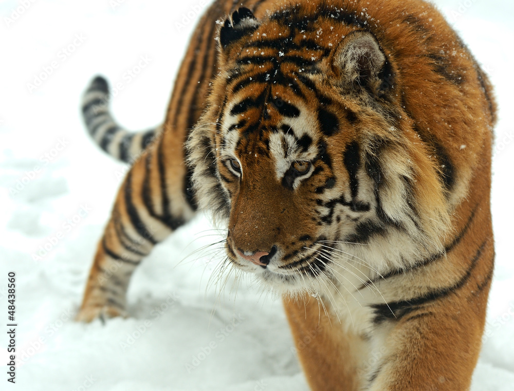Fototapeta premium tiger in winter