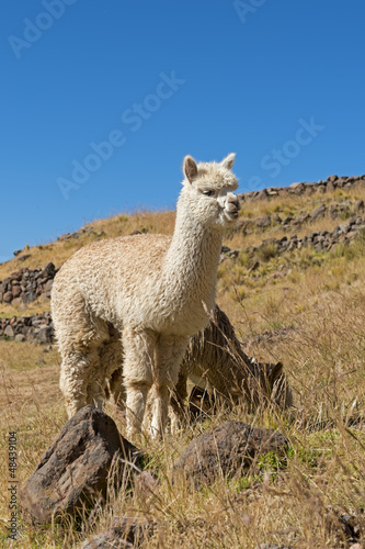 Peru-2244