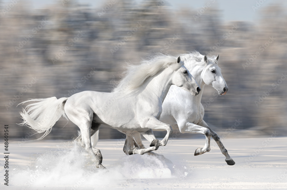 Fototapeta Dwa białe konie galopujące w śniegu