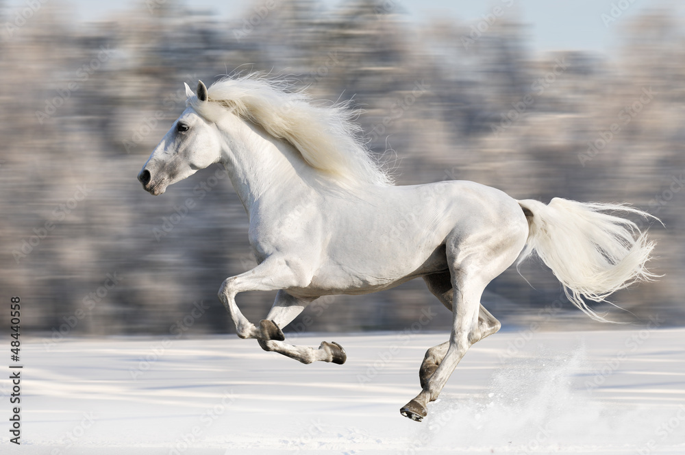 Fototapeta premium Biały koń biegnie galopem w zimie, rozmycie ruchu
