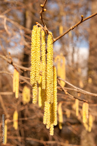 Haselnussblüten