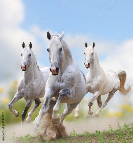 white horses in dust #48442719