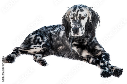 Obraz na plátně English setter dog