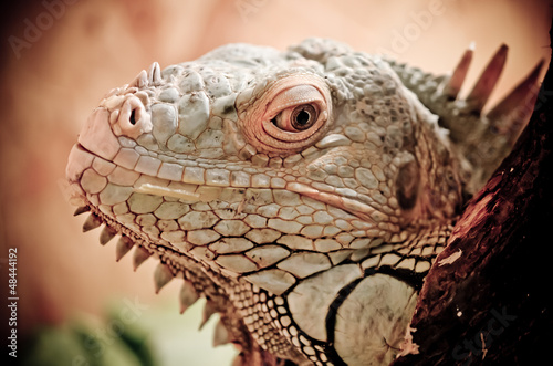 close up of a iguana