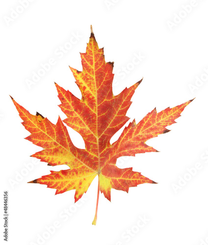 vivid autumn maple leaf isolated on white