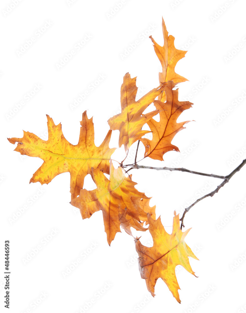 twig of oak with autumn yellow leaves, isolated on white twig of oak with autumn yellow leaves, isolated on white