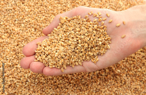 man hand with grain, on wheat background