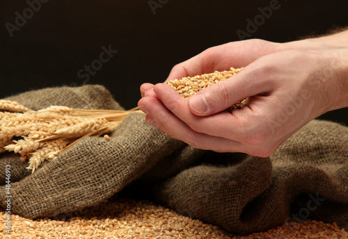 man hands with grain, on brown background