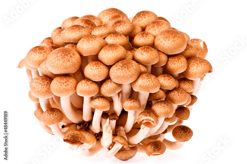shimeji mushroom on white background