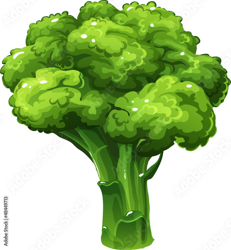 Broccoli. Vector illustration