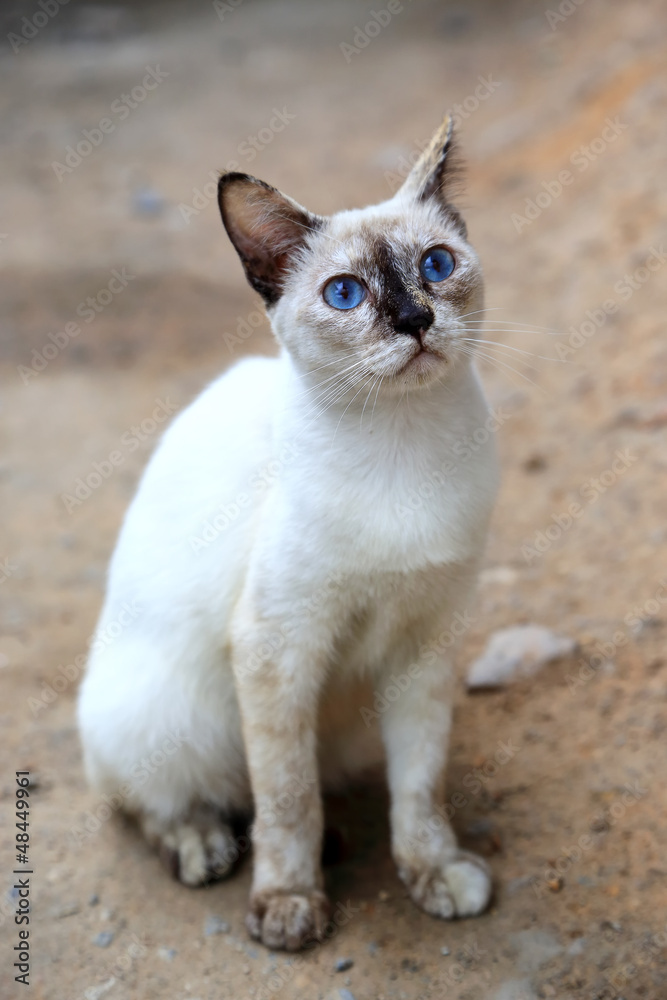 Thai cat with eye color blue