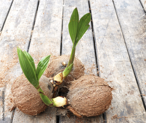 naked young coconut trees