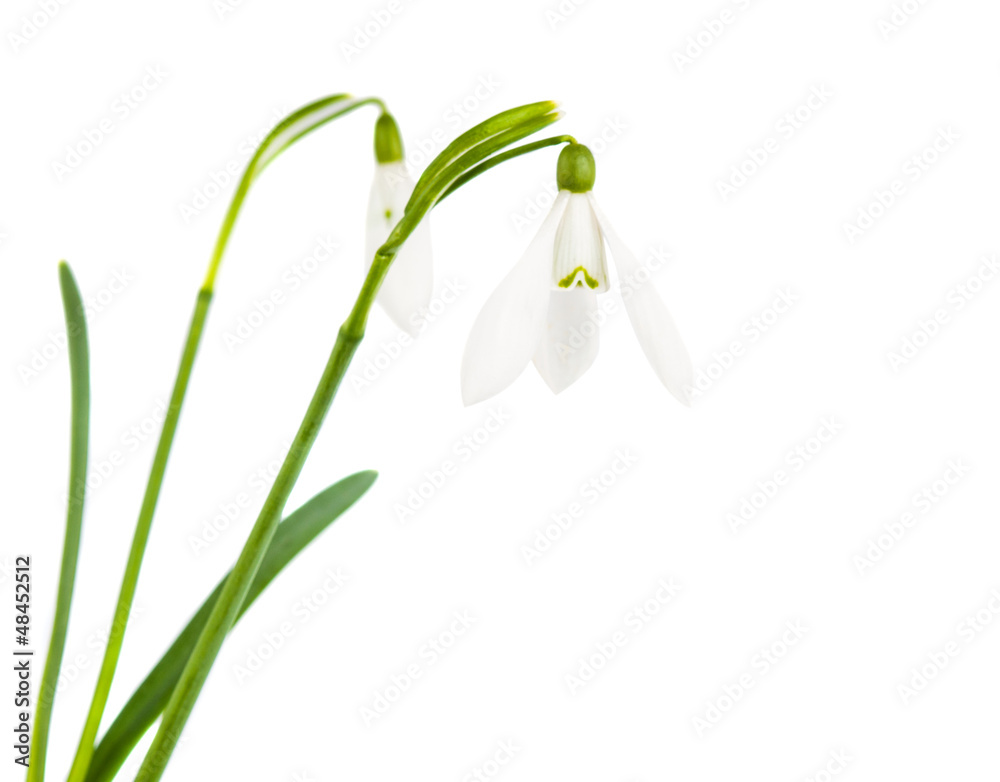 snowdrop flowers isolated snowdrop flowers isolated