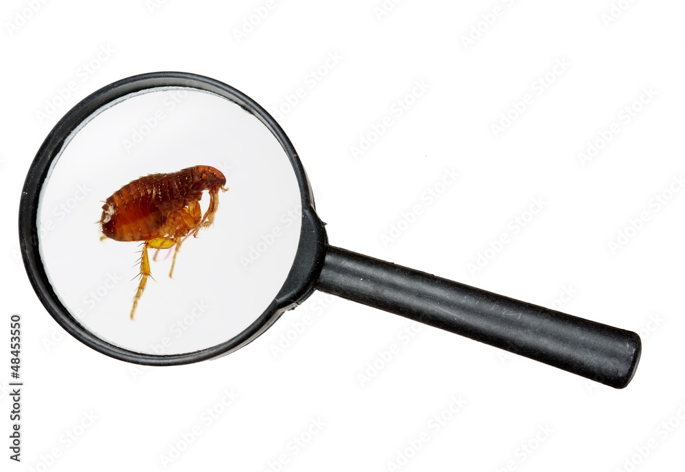 Obraz premium Dog or cat flea under real magnifying glass over white