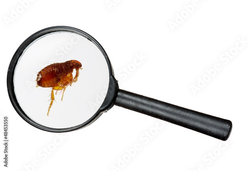 Dog or cat flea under real magnifying glass over white