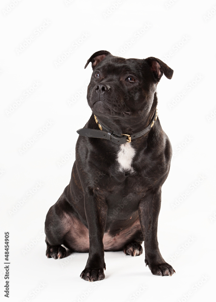 Young staffordshire bull terrieron white background