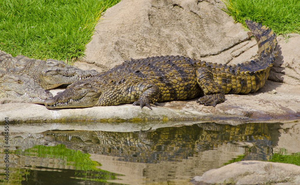 Crocodile basking in the sun at the Johannesburg zoo Crocodile basking in the sun at the Johannesburg zoo