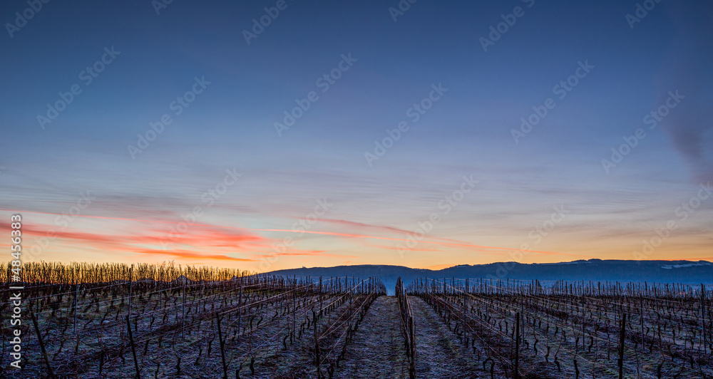 Vineyard and Sunrise