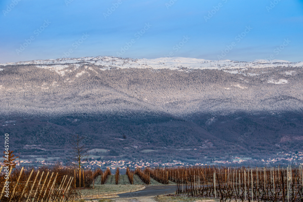 Fototapeta premium Jura Mountain And Vineyard