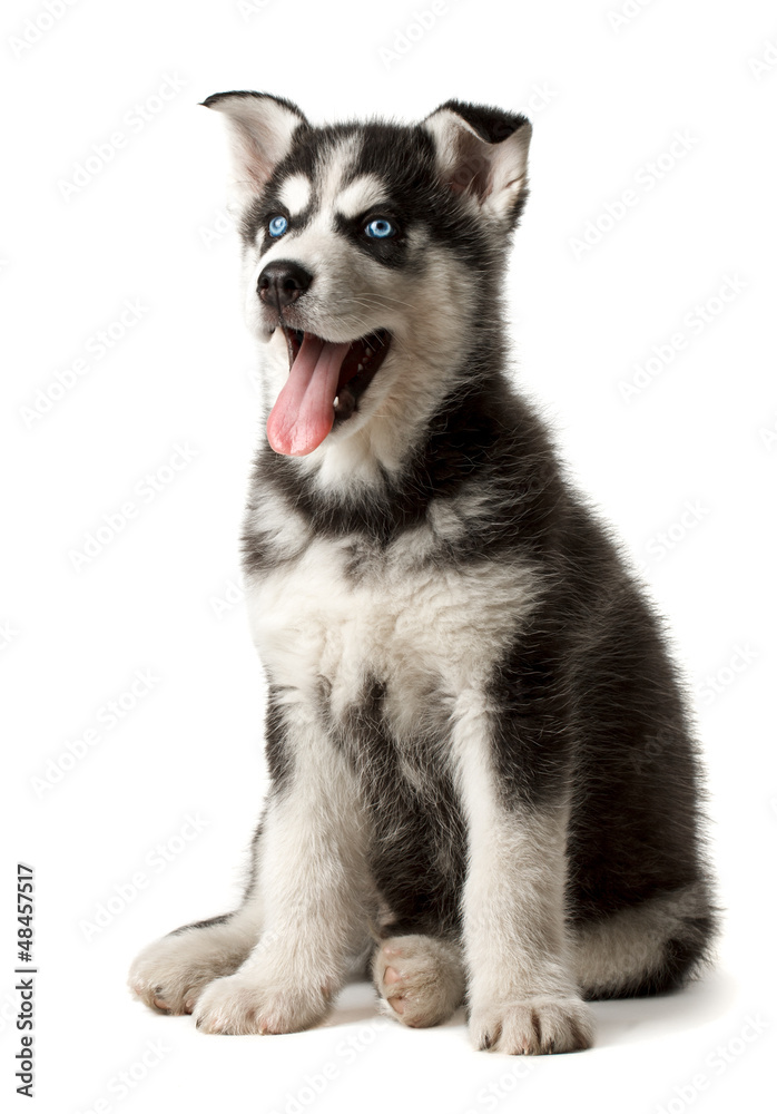 Adorable black and white with blue eyes Husky puppy
