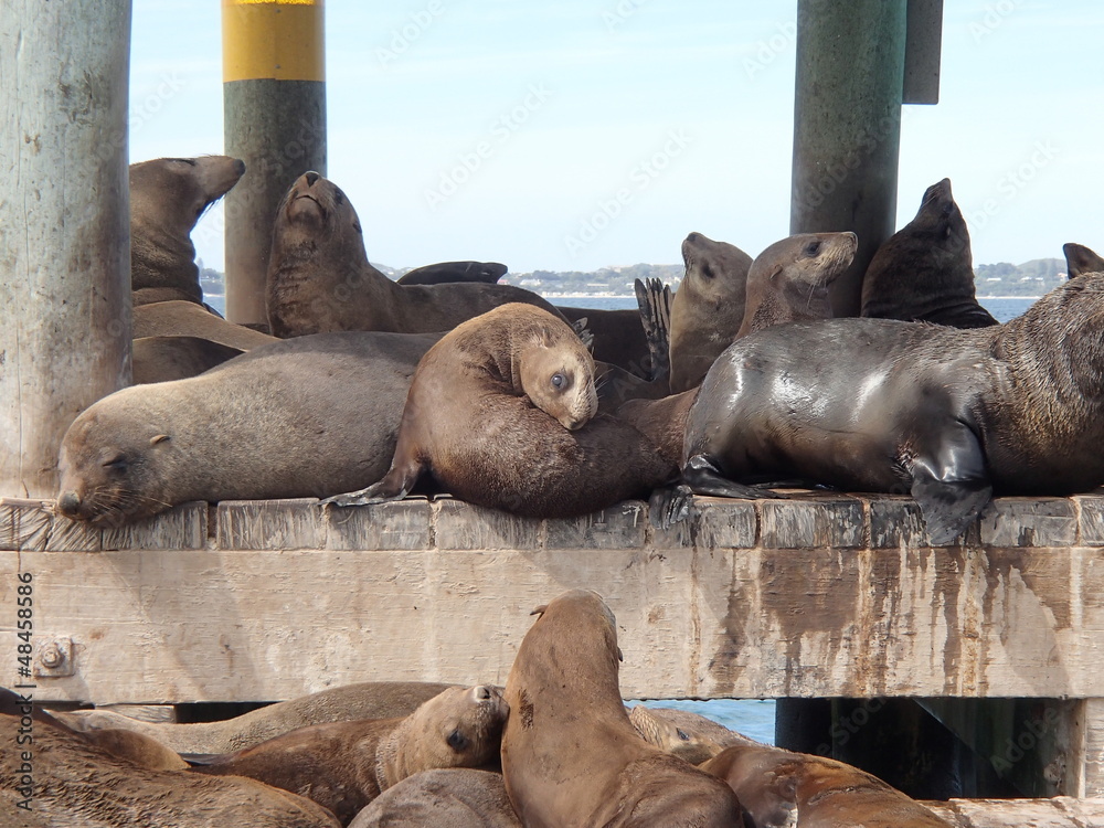 Fototapeta premium Lions de mer