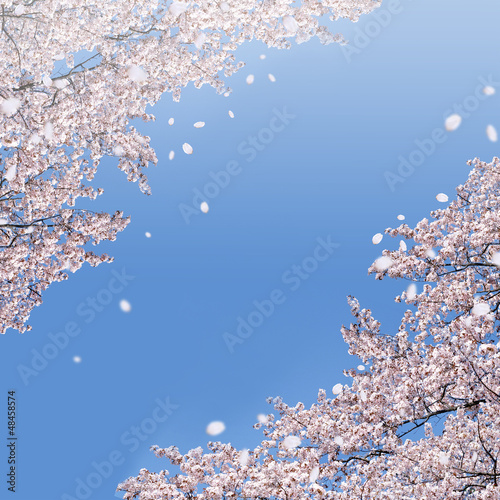 青空に舞う桜