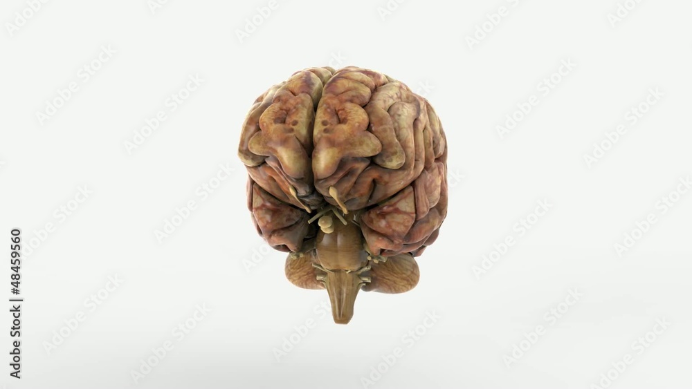 Cerebro