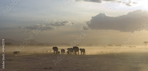Elefanti in macia al tramonto photo