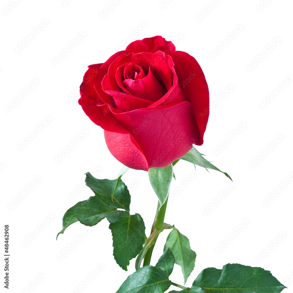 Fototapeta premium beautiful red rose isolated on white background,with clipping pa