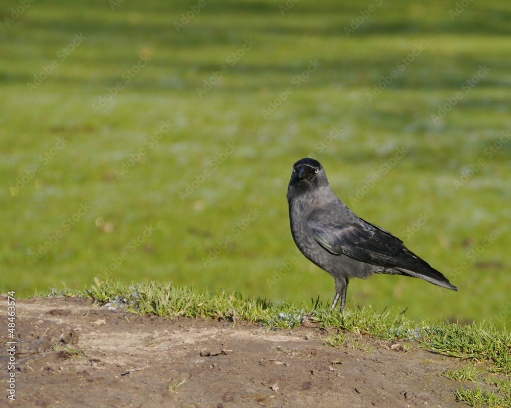 Fototapeta premium A Hooded crow on the grass