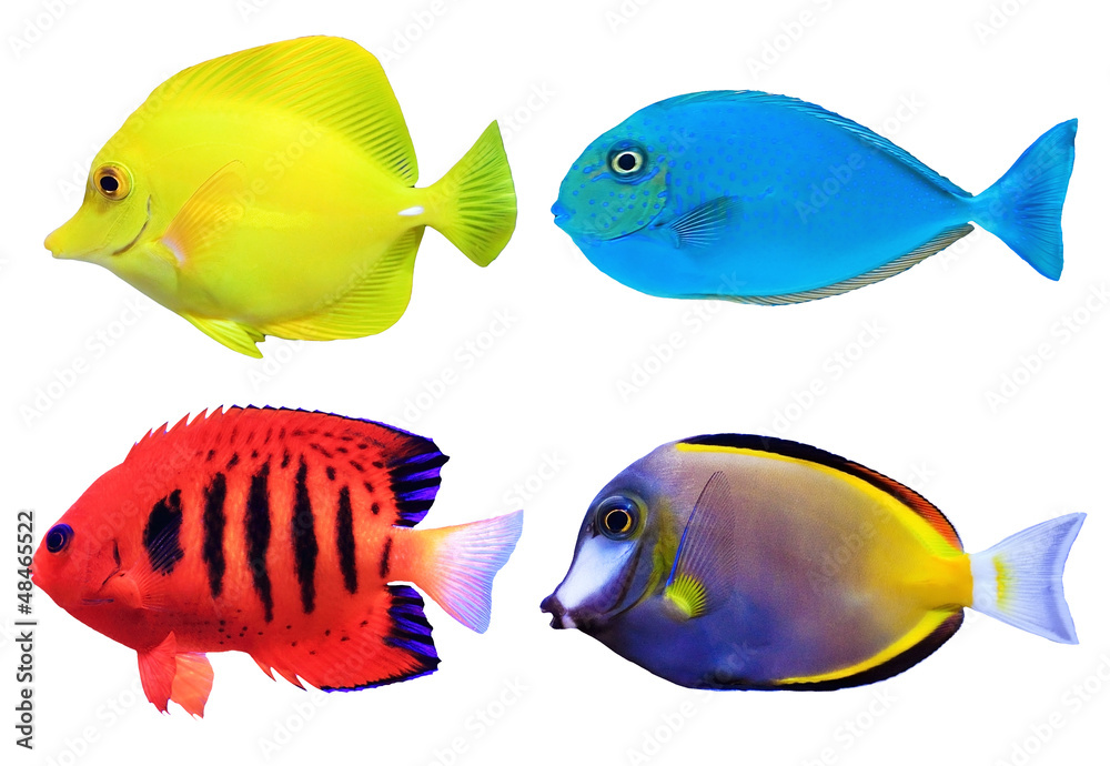 Fototapeta premium Set of tropical sea fishs