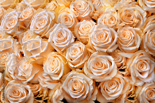 Beautiful bouquet of cream-colored roses.. Abstract background.