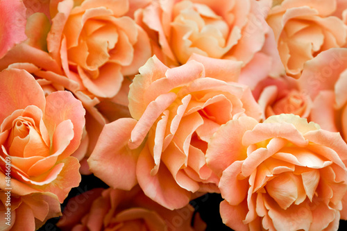Beautiful bouquet of cream-colored roses.
