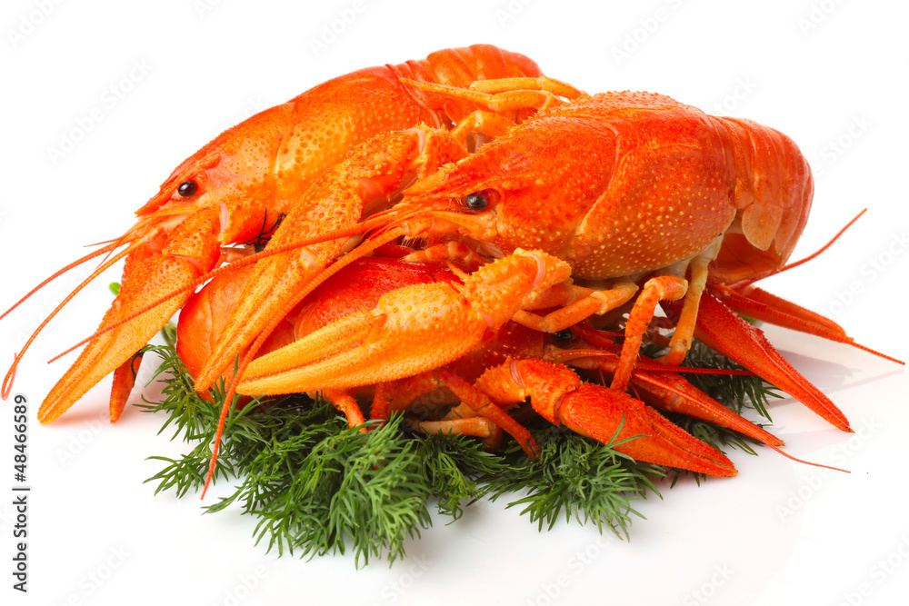 Group of red lobsters with garnish isolated Group of red lobsters with garnish isolated