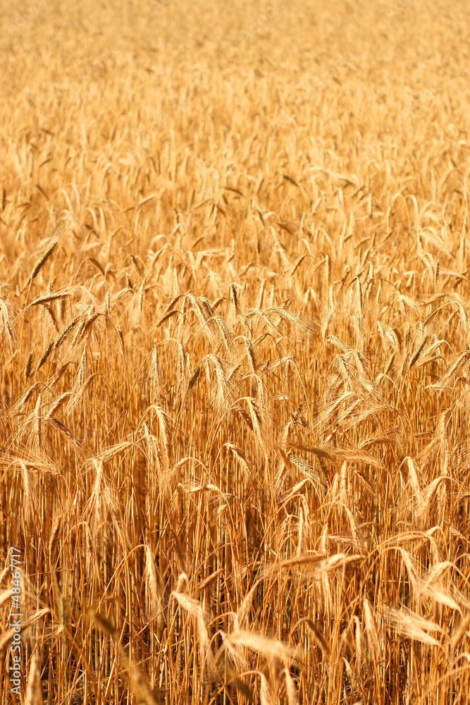 Wheatfield in the sunshine