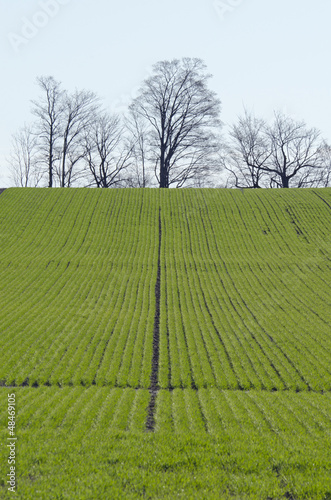 Rows of soy plants